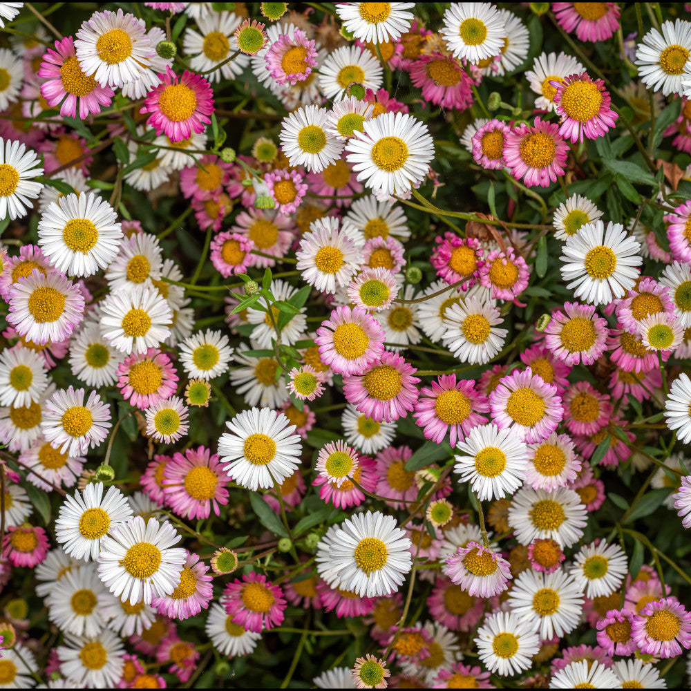 Erigeron Karvinskianus - Mexican Fleabane | 3 x 9cm | Multi