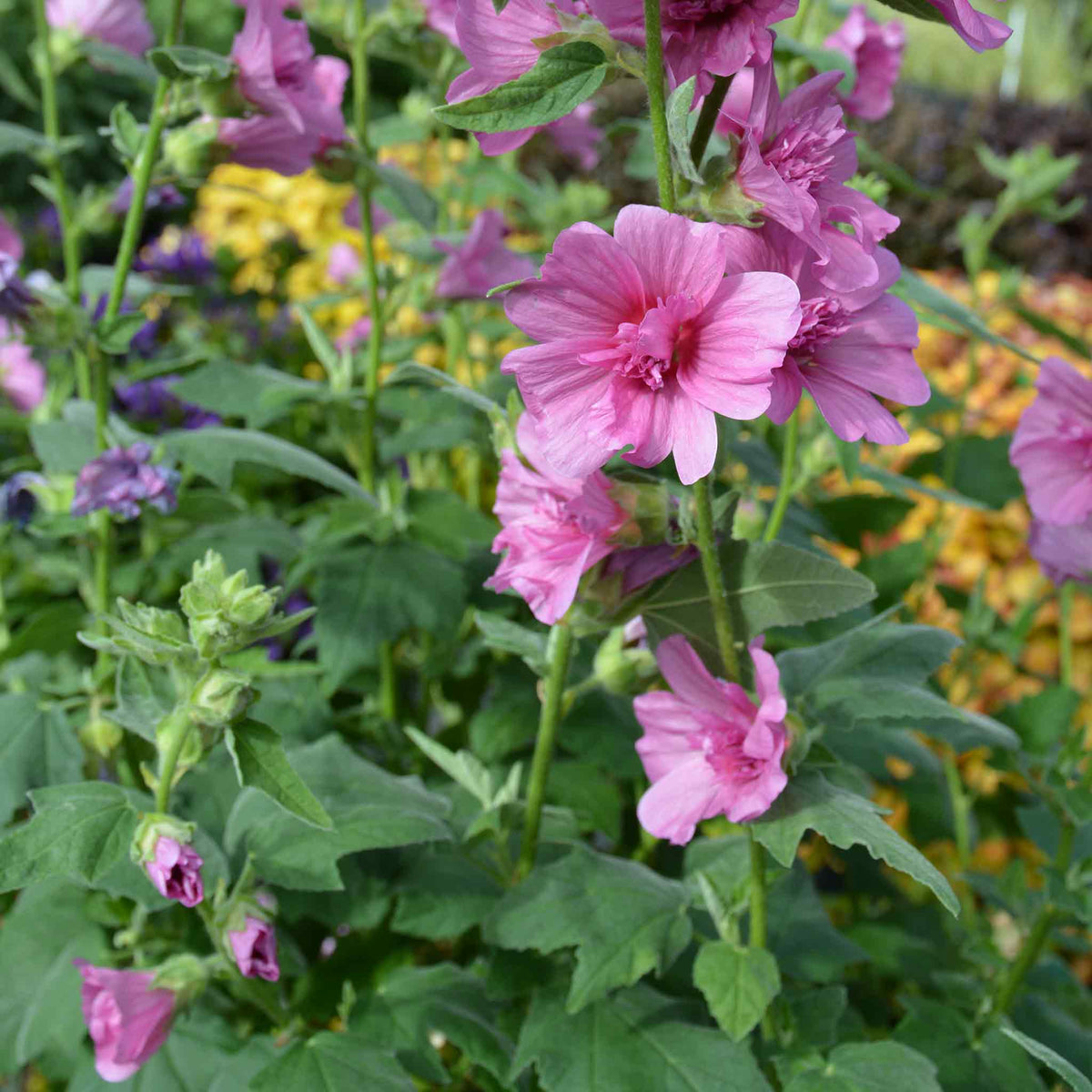 Lavatera 'princess Pink' Double-flowered Shrub Plant | Set of 1