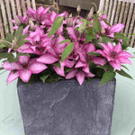 Clematis Elodi - 'window Box Clematis' Non Climbling Compact Variety 1 X 7cm Pot