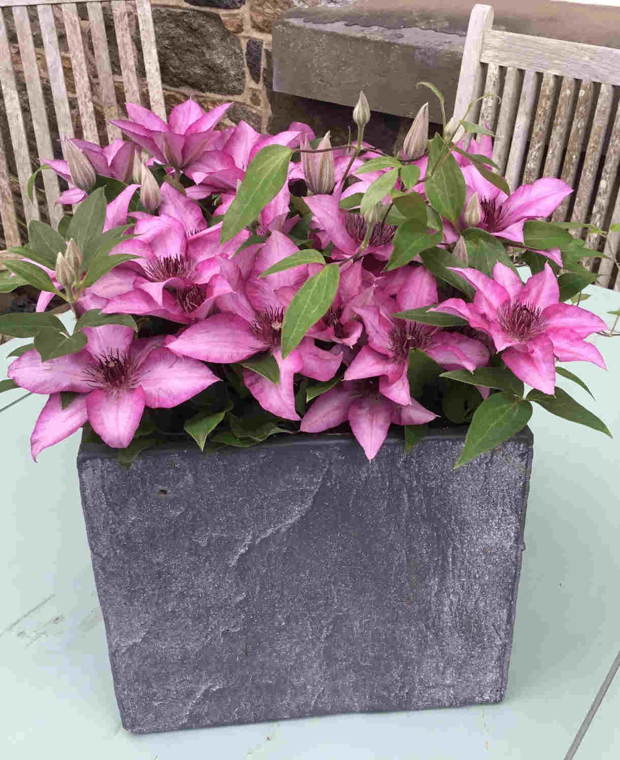 Clematis Elodi - 'window Box Clematis' Non Climbling Compact Variety 1 X 7cm Pot