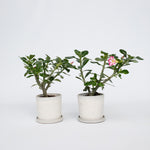 Desert Rose - Adenium Obesum - Height 30-45cm - ⌀13cm | Set-of-2 | Pink