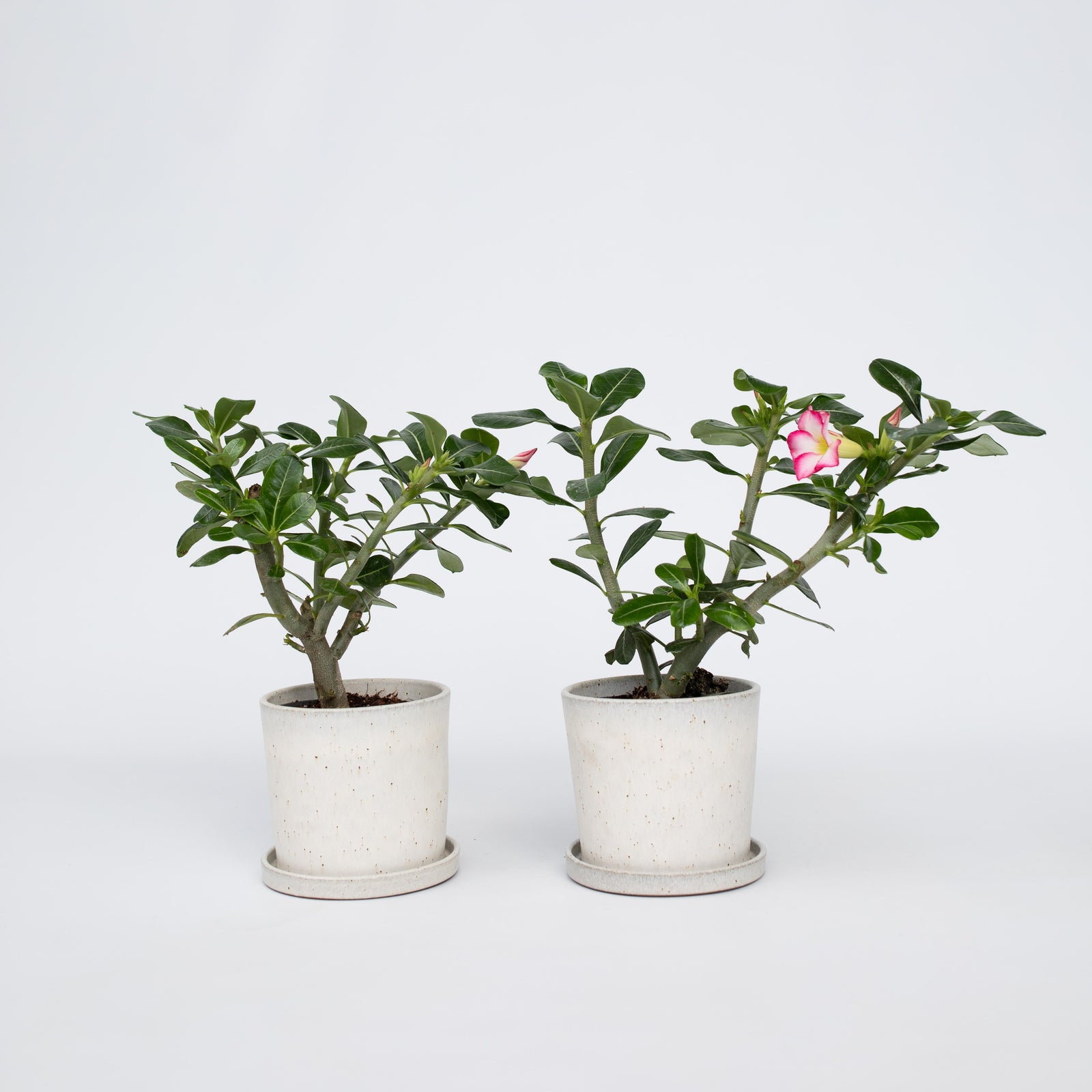 Desert Rose - Adenium Obesum - Height 30-45cm - ⌀13cm | Set-of-2 | Pink