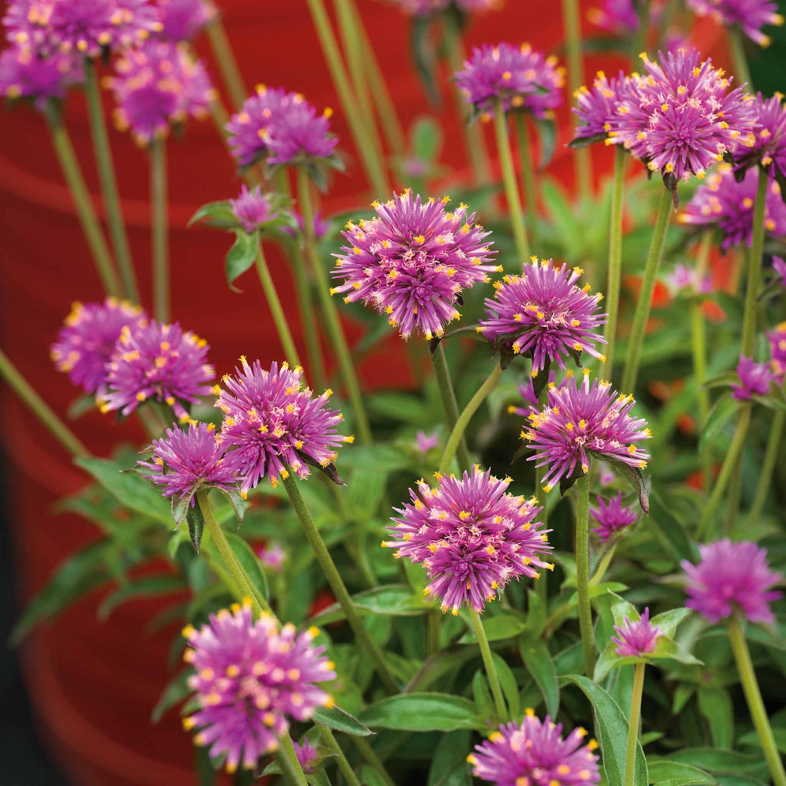 Gomphrena 'truffula Pink' Long-flowering Pink Annual 50-70 Cm | 6 x Jumbo Plugs | Pink