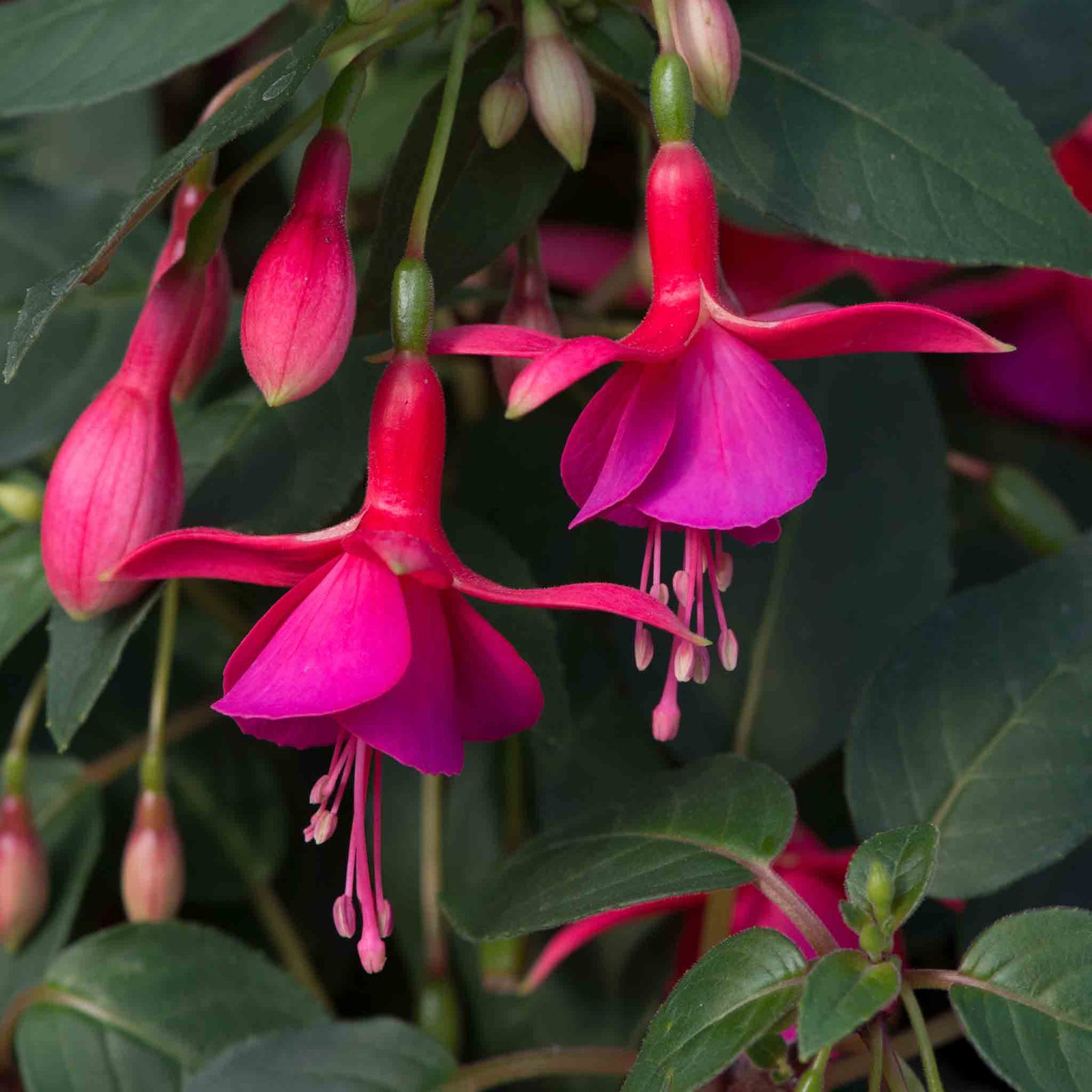 Fuchsia 'display' Upright Red And White Long-flowering | 12 x Plug Plants | Red & White