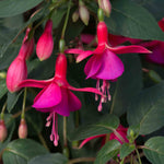 Fuchsia 'display' Upright Red And White Long-flowering | 6 x Plug Plants | Red & White