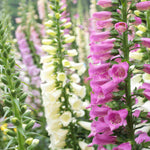 Distinguished Digitalis Collection - Plug Plants | 12 x Plug Plants | Mixed