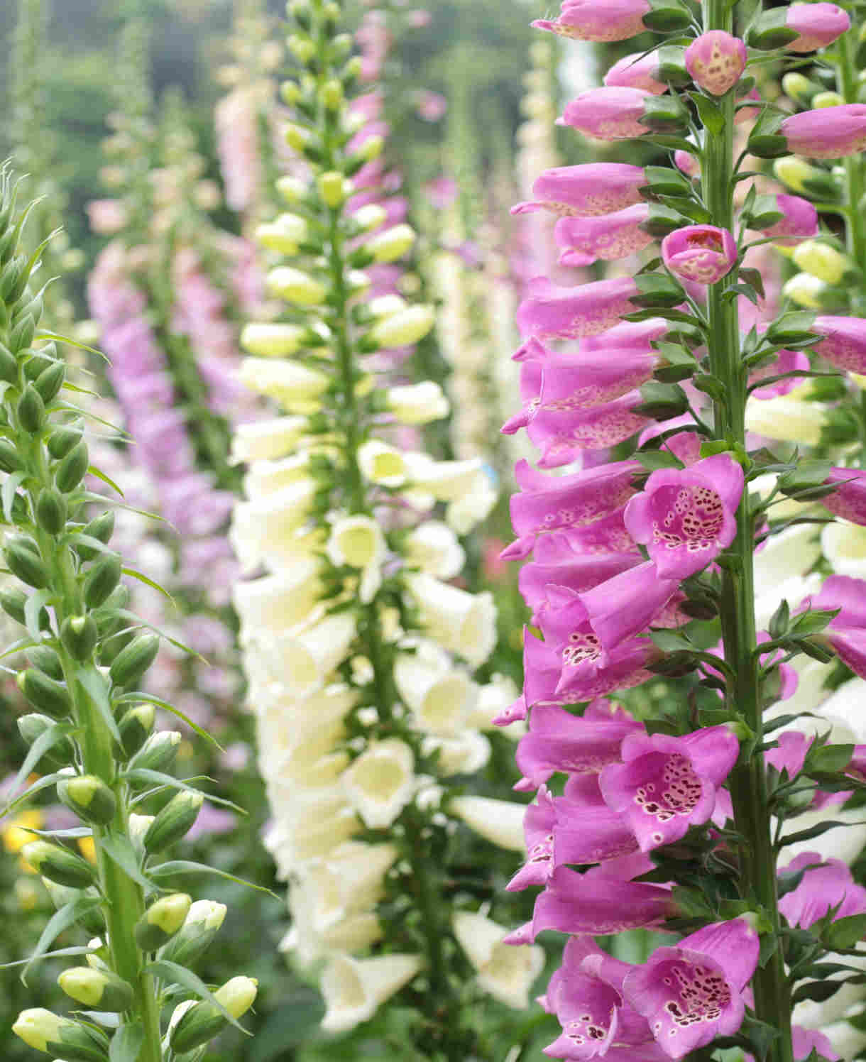 Distinguished Digitalis Collection | 24 x Plug Plants | Mixed