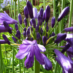 Hayloft Award Winning Agapanthus Collection- Three Afican Lily Plants In 9cm Pots