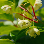 Hayloft Actinidia Deliciosa 'Jenny' - Hardy Kiwi - 9cm pot