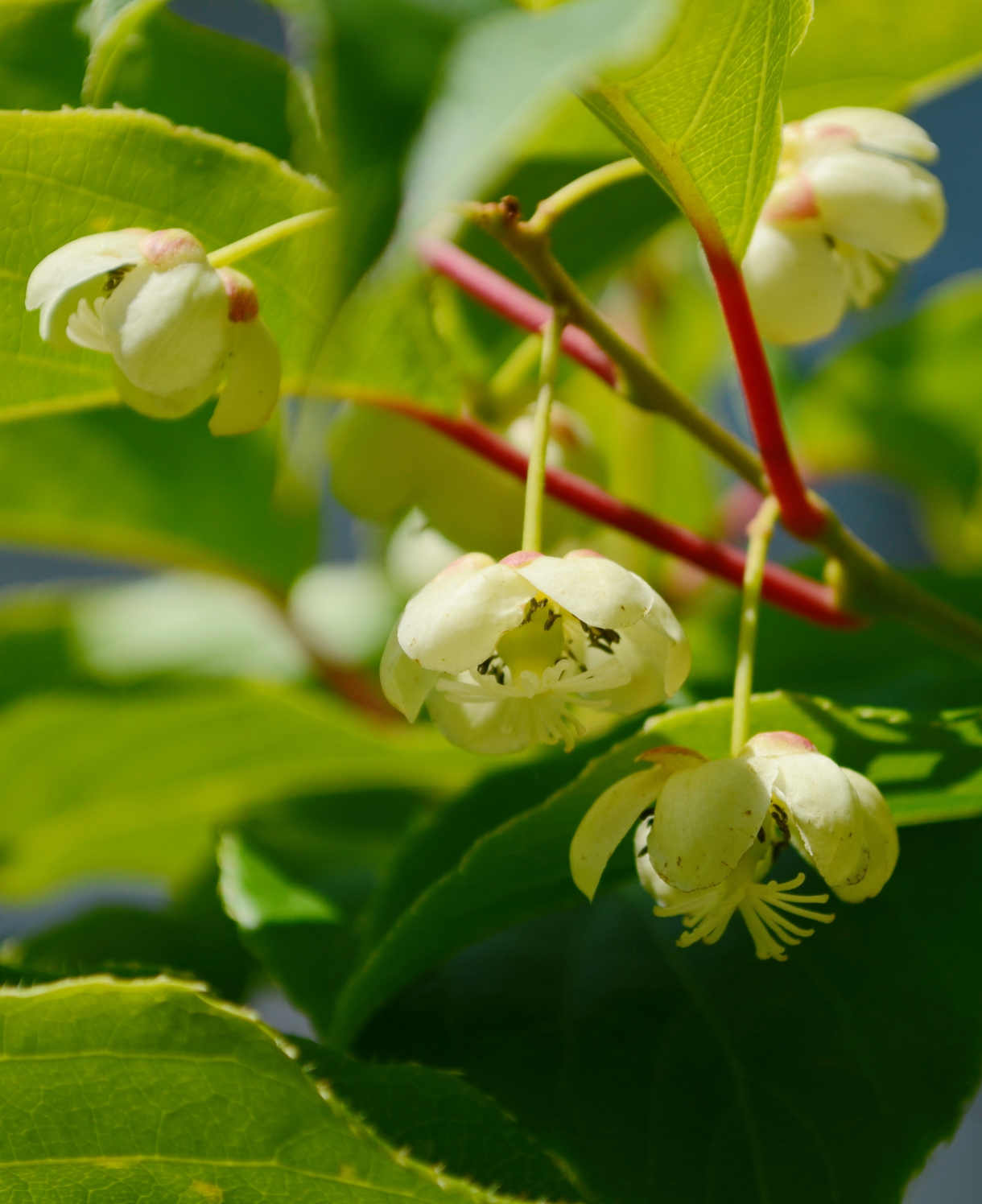 Hayloft Actinidia Deliciosa 'Jenny' - Hardy Kiwi - 9cm pot