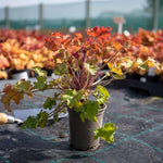 Heuchera 'marmalade', Evergreen Frilled Foliage, 50 Cm | 1 x 9cm | Pink & Brown