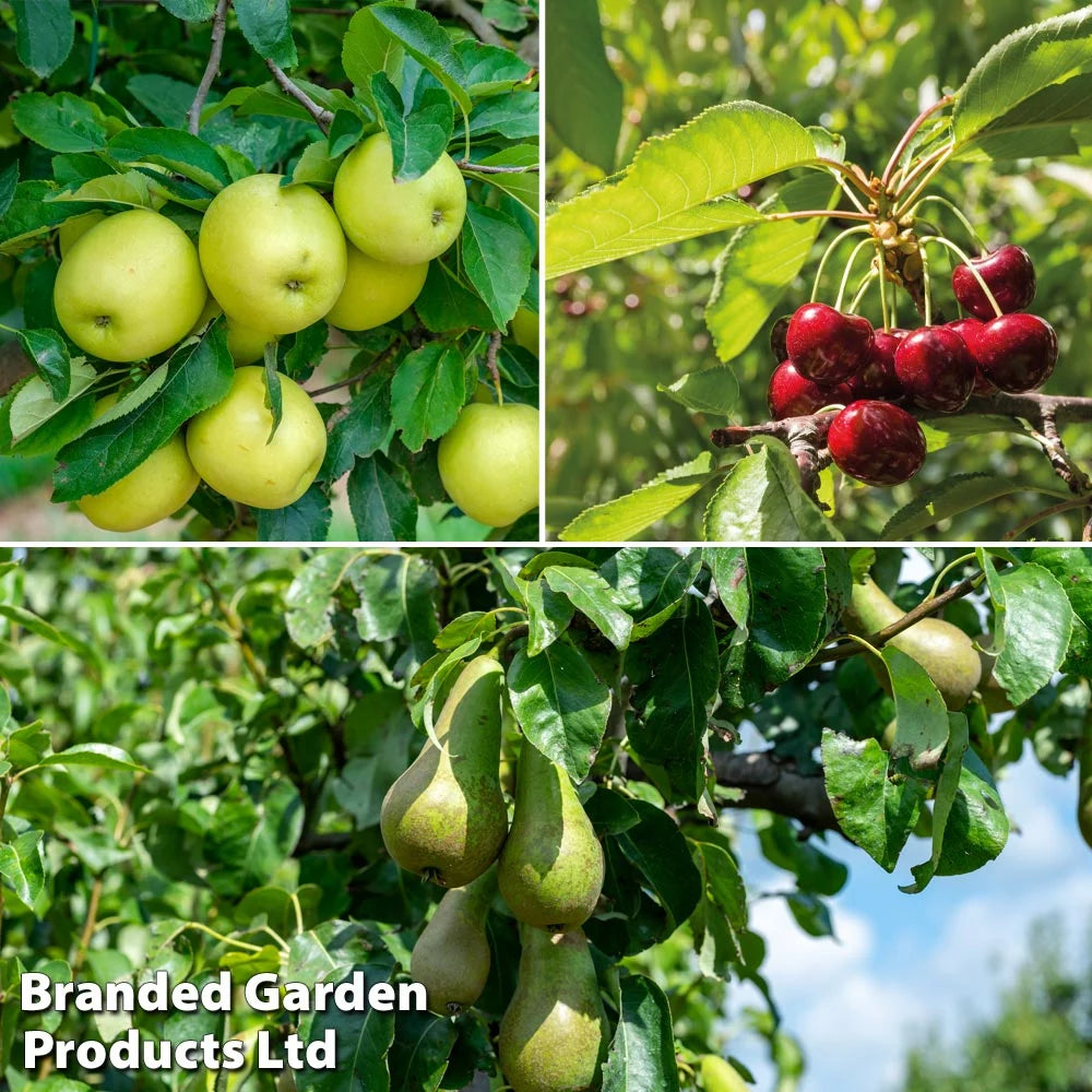 Mini Patio Fruit Tree Collection - 3 Potted Plants