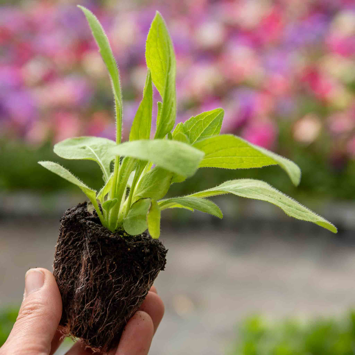 Rudbeckia 'goldsturm' Hardy Perennial | Set of 1