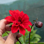 Dahlia 'bishop Of Llandaff' Red | 1 x Bulb | Red