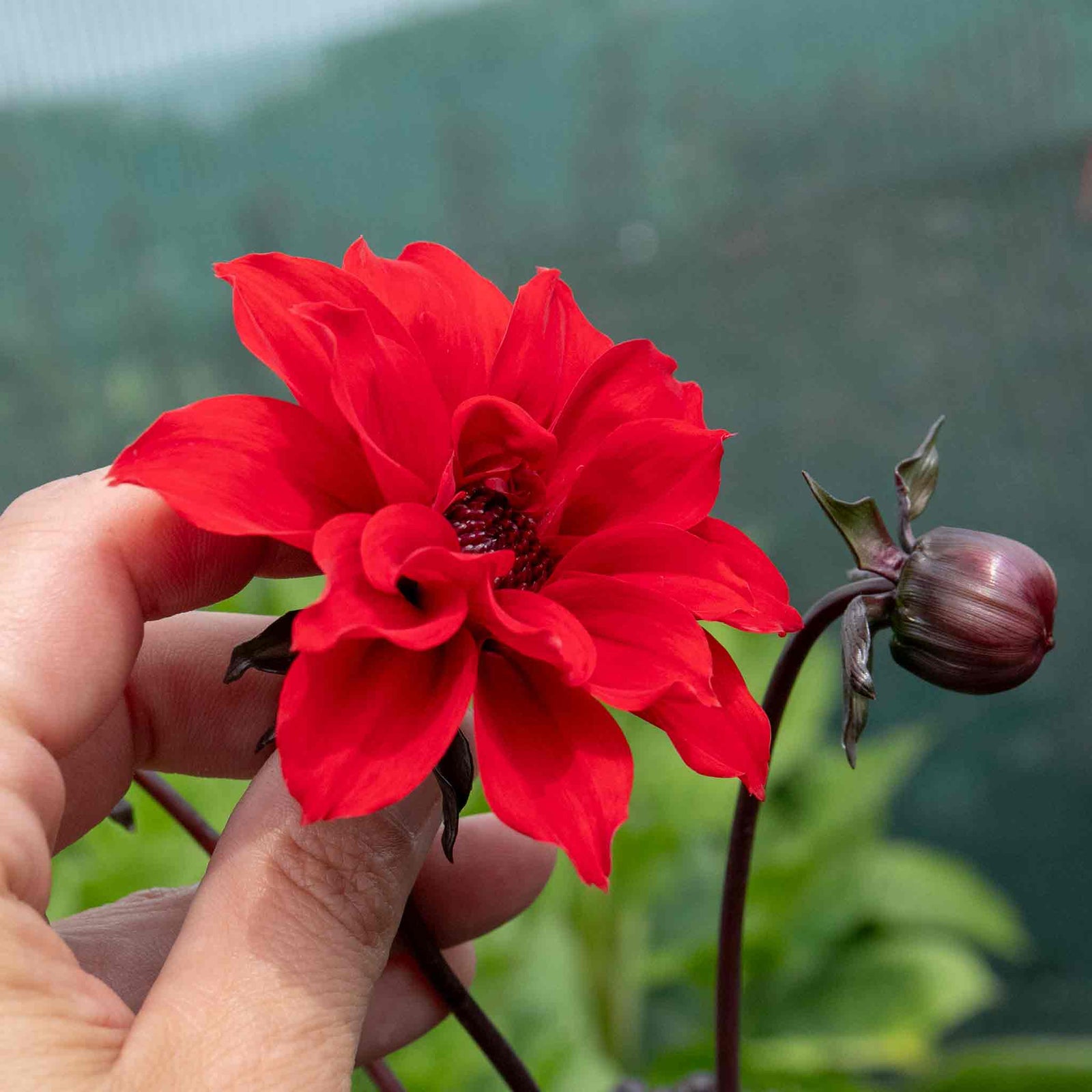 Dahlia 'bishop Of Llandaff' Red | 1 x Bulb | Red