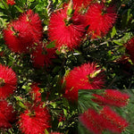 Callistemon Citrinus Red Bottle Brush Evergreen Garden Shrub Plant