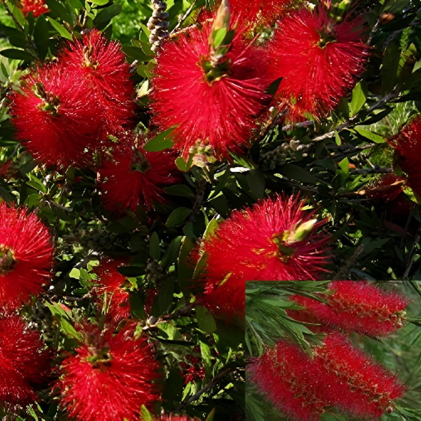 Callistemon Citrinus Red Bottle Brush Evergreen Garden Shrub Plant