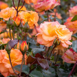 Rose 'precious Amber' - Apricot Orange Floribunda | 1 x Bare Root | Orange