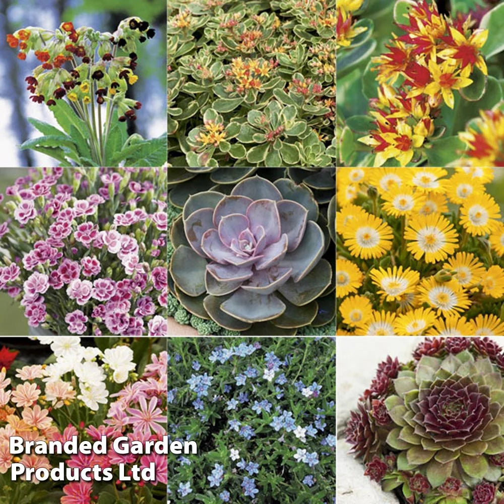 Mixed Alpine Collection Plants | Set of 20