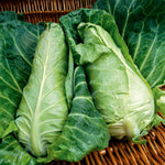 Spring Cabbage Wintergreen | 16 x Pro Grower Plugs | Green