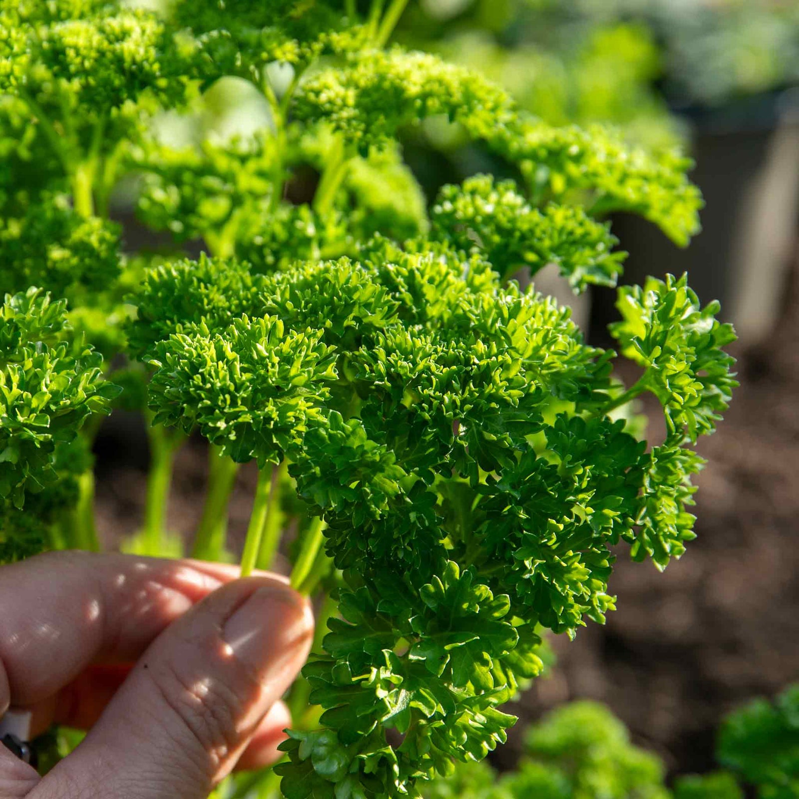 Parsley 'moss Curled' Plant 35 Cm Biennial | 3 x Plug Plants | Green