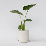 Elephant's Ear - Alocasia 'macrorrhizos' - Height 60-70cm - ⌀17cm | Set-of-1 | Green