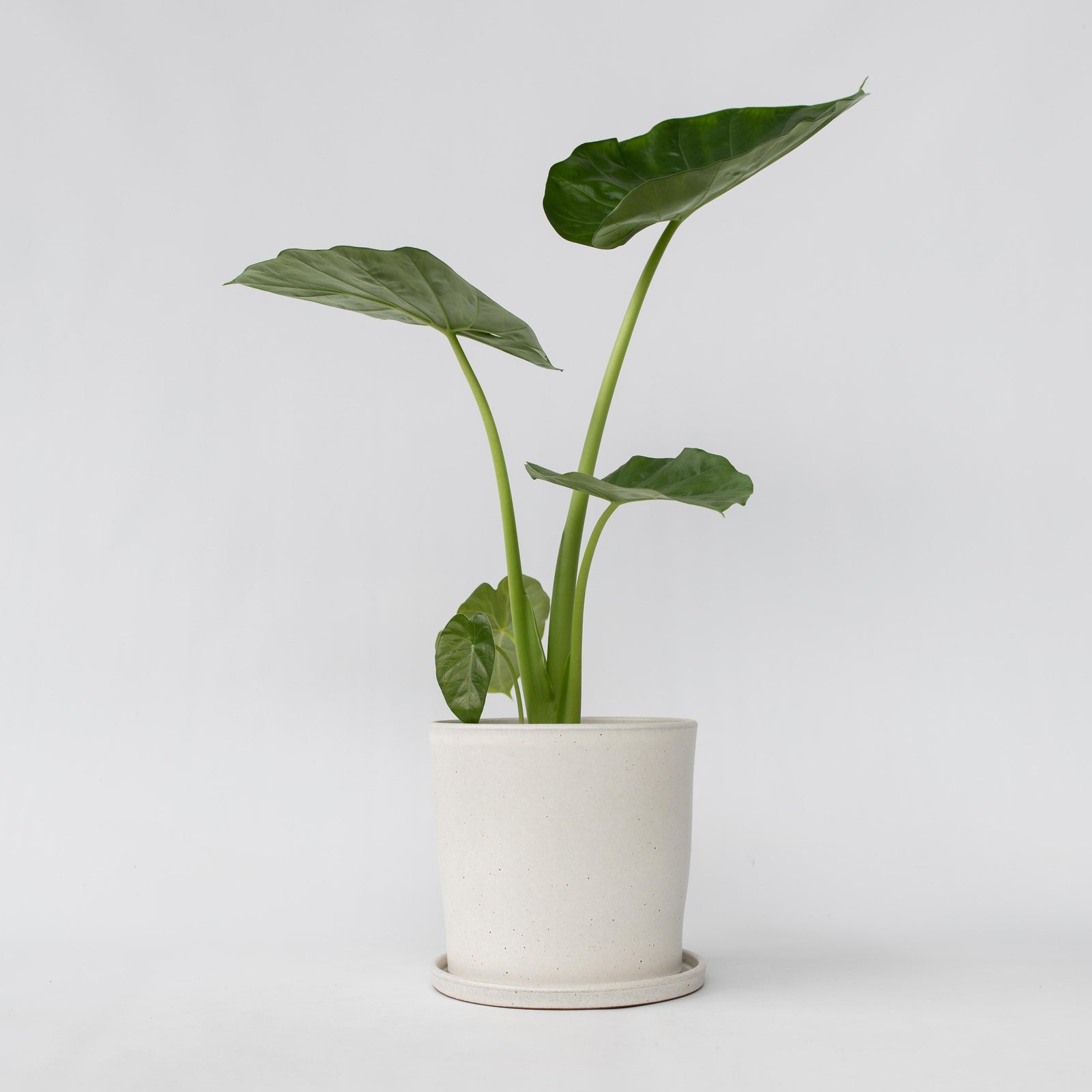 Elephant's Ear - Alocasia 'macrorrhizos' - Height 60-70cm - ⌀17cm | Set-of-1 | Green