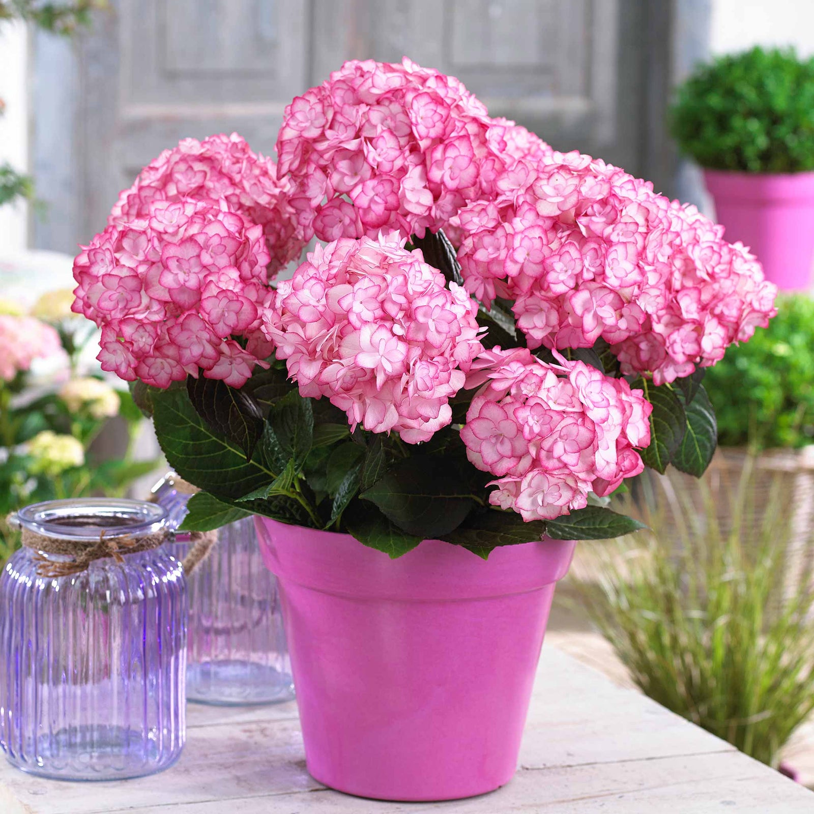 Hydrangea Macrophylla 'miss Saori' Double Pink-edged Mophead Shrub | 1 x 9cm | Pink
