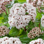 Viburnum Tinus Rock 'n' Rolla - A Year Round Performer - 9cm pot | Set-of-1 | Pink