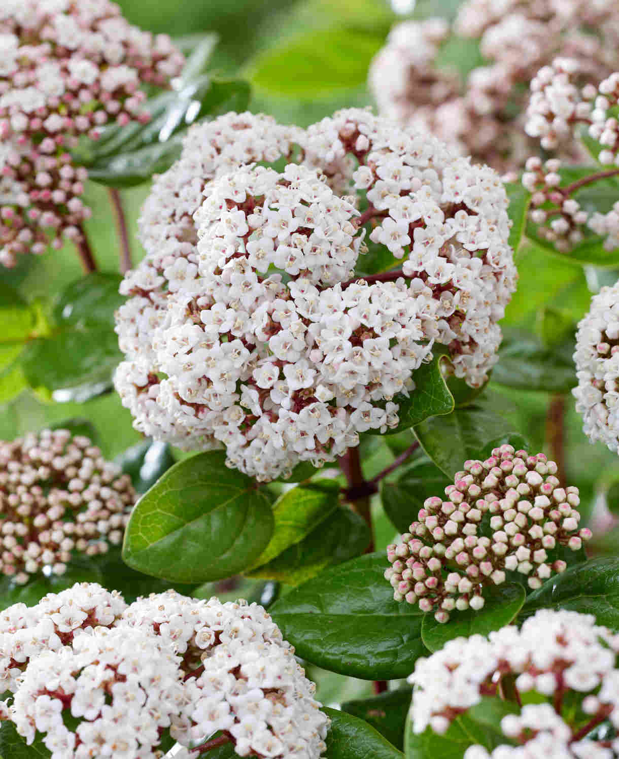 Viburnum Tinus Rock 'n' Rolla - A Year Round Performer - 9cm pot | Set-of-1 | Pink