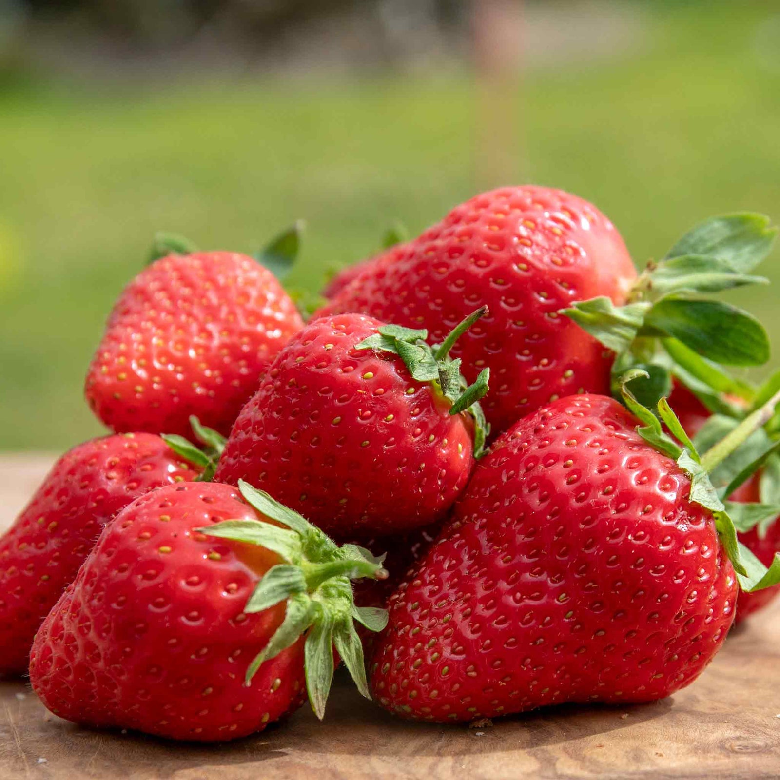 Strawberry Plant Marshmello Plants | 3 x 9cm | Red