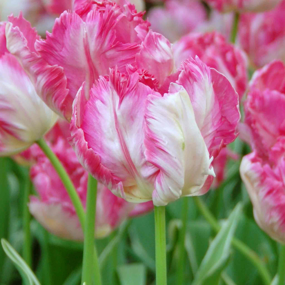 Tulip Bulbs Silver Parrot - Pink Parrot Tulip | Set of 10 | Pink