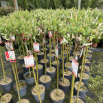 2x Salix Flamingo Nishiki Standard Trees Large 4ft Supplied In 3/5 Litre Pots