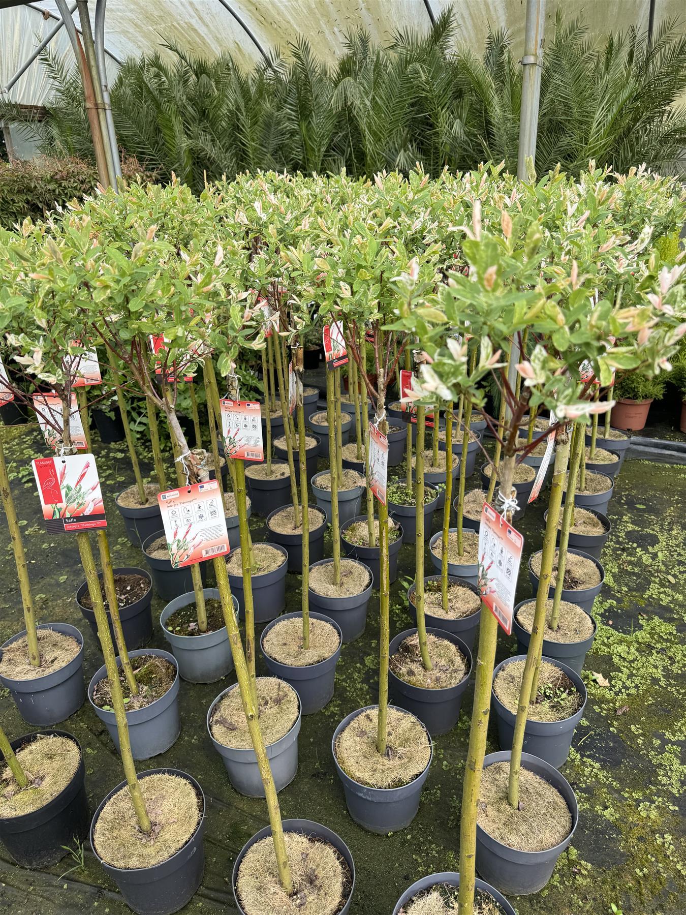 2x Salix Flamingo Nishiki Standard Trees Large 4ft Supplied In 3/5 Litre Pots