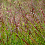 Panicum Virgatum Shenandoah - Vibrant Red Grass - Supplied In A 9cm Pot