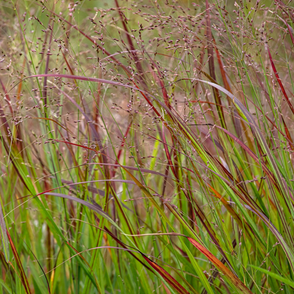 Panicum Virgatum Shenandoah - Vibrant Red Grass - Supplied In A 9cm Pot