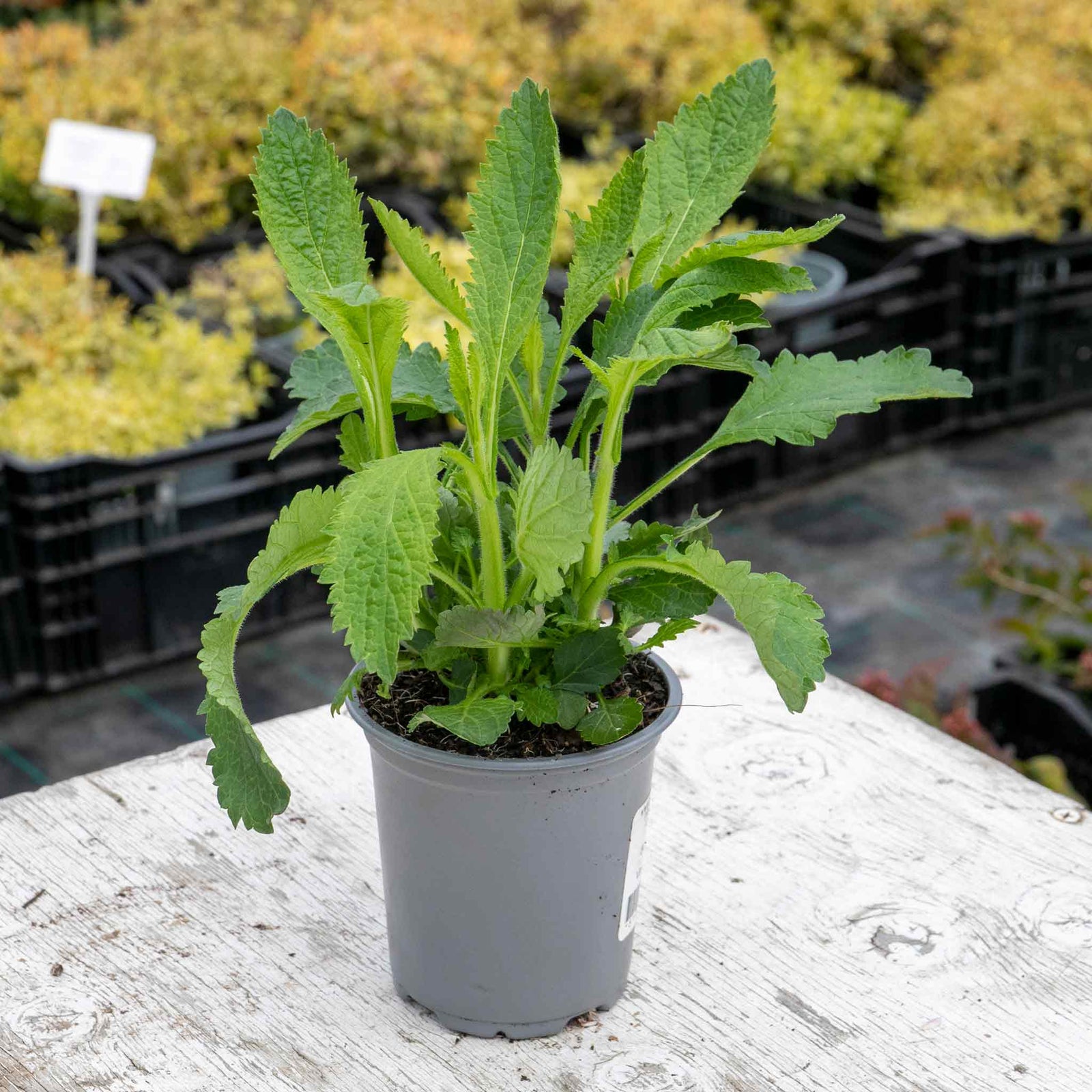 Verbena 'buenos Aires' Tall Violet-purple Perennial | 1 x 9cm | Multi