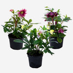 Lenten Rose - Helleborus Orientalis - Height 20-30cm - ⌀12cm | Set of 3 | Purple