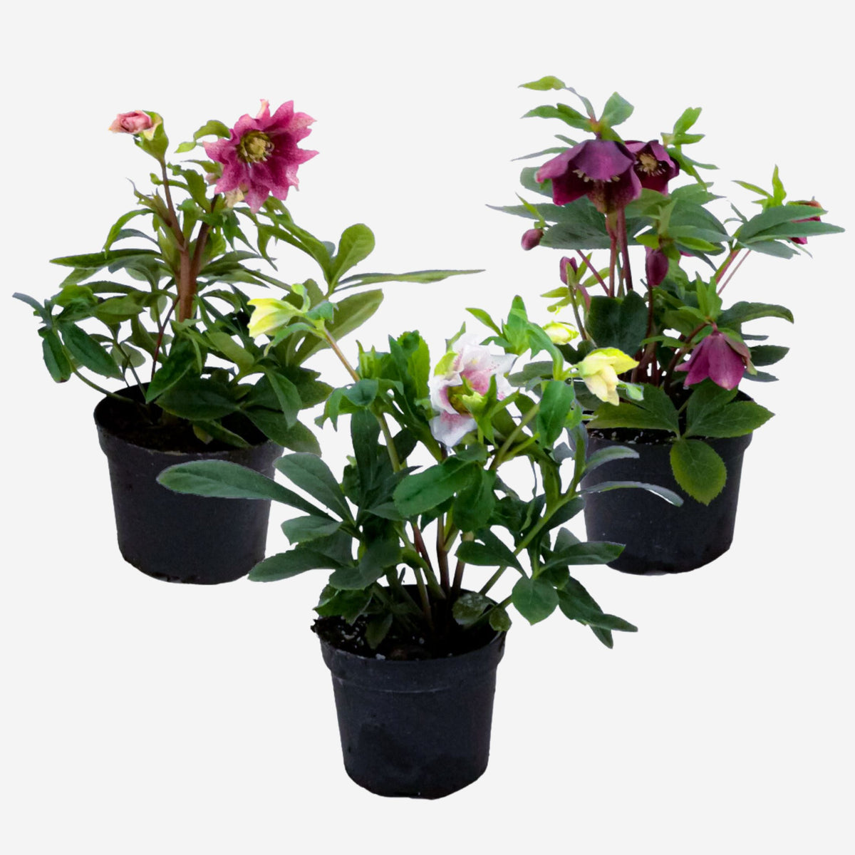 Lenten Rose - Helleborus Orientalis - Height 20-30cm - ⌀12cm | Set of 3 | Purple
