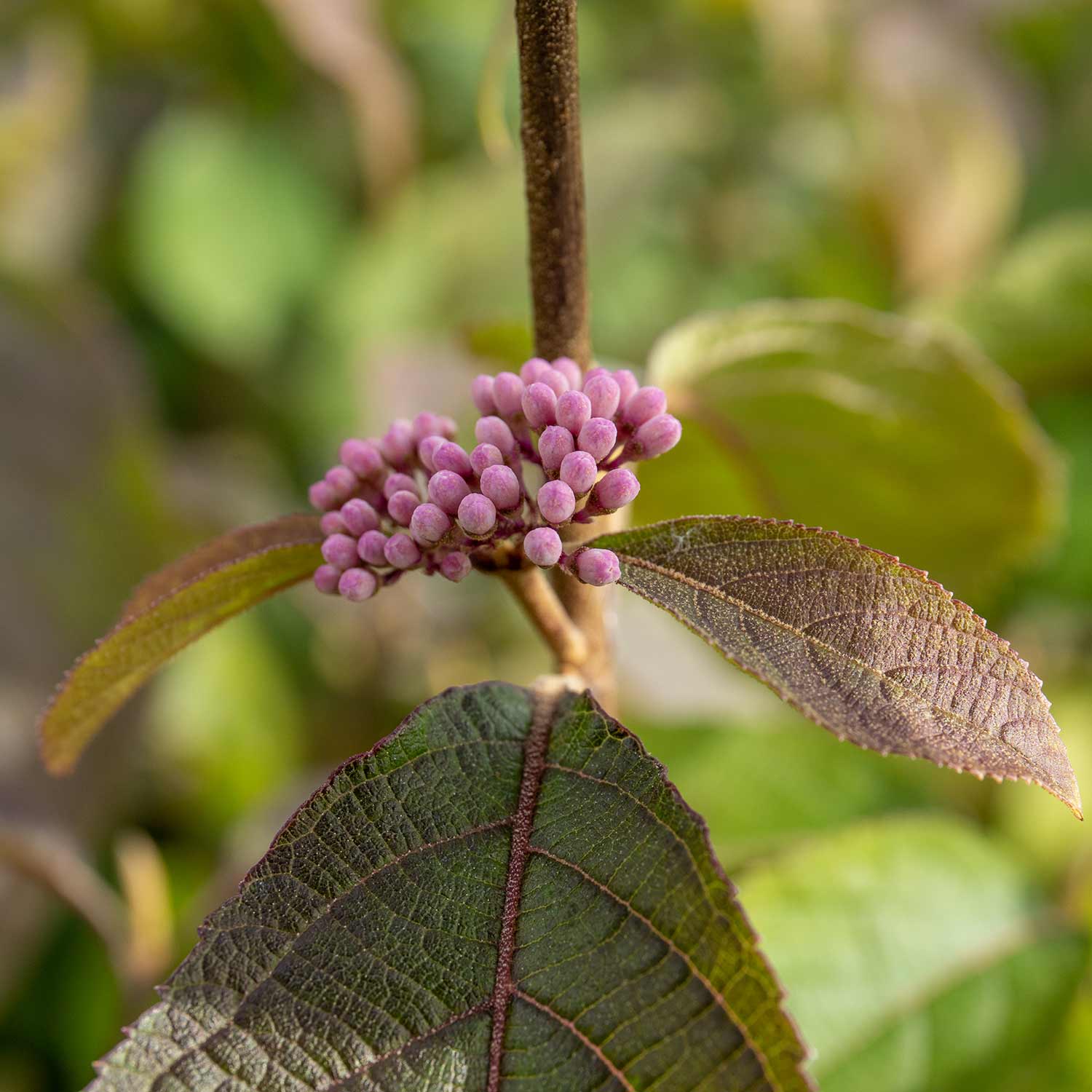 Callicarpa Bodinieri 'profusion' Purple-berried Shrub | 1 x 9cm | Purple