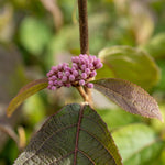 Callicarpa Bodinieri 'profusion' Purple-berried Shrub | 1 x 3L | Purple