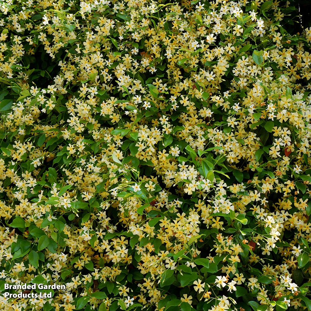 Thompson & Morgan Trachelospermum Jasminoides 'star Of Toscana' - 1 X 9cm Potted Plant