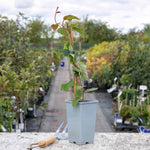 Golden Kiwi Plant (actinidia Chinensis) | 1 x 2L | Gold