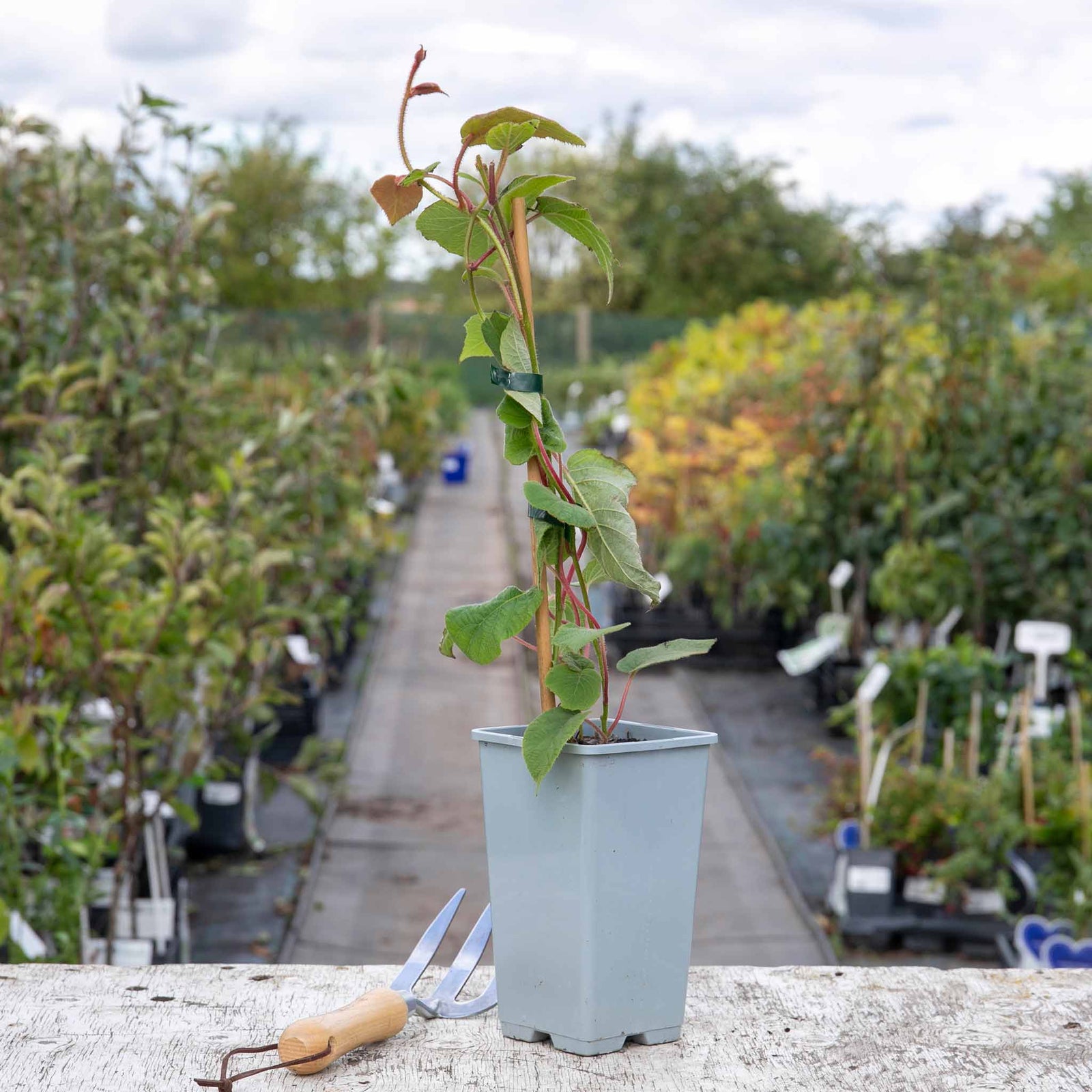 Golden Kiwi Plant (actinidia Chinensis) | 1 x 2L | Gold