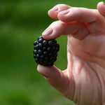 Blackberry Plant 'chester Thornless' 2l | 1 x 2L | Multi