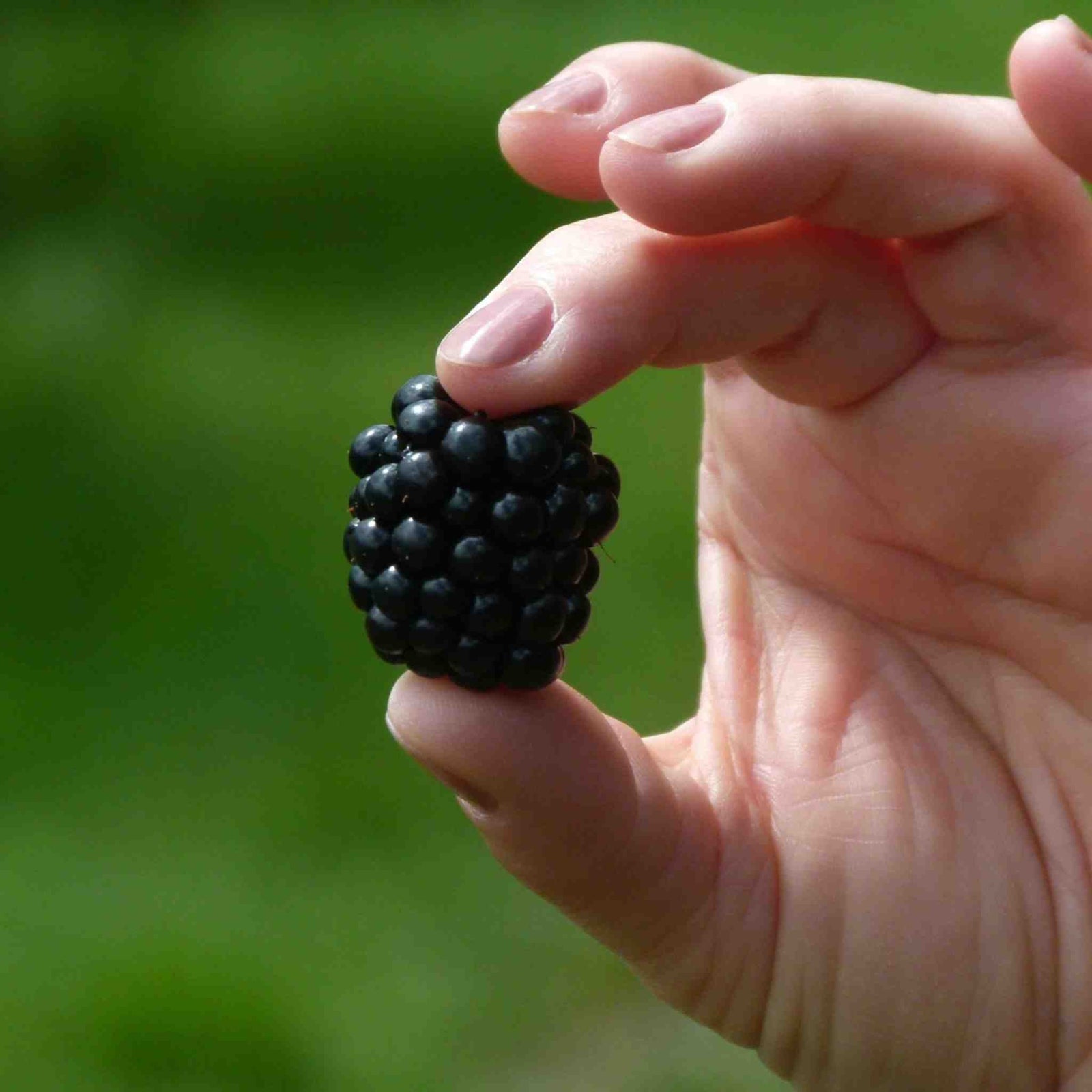 Blackberry Plant 'chester Thornless' 2l | 1 x 2L | Multi