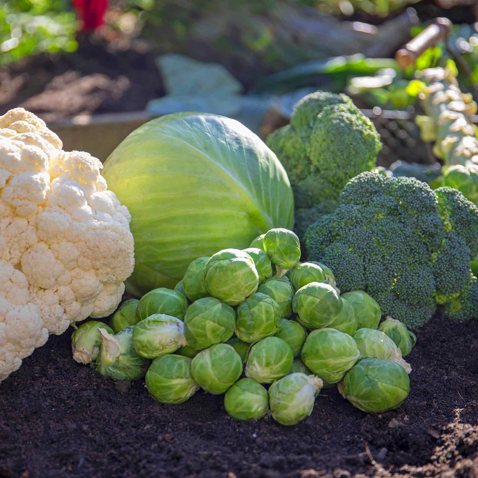 Clubroot-resistant Brassica Collection - 4 Varieties | 32 x Pro Grower Plugs | Multi