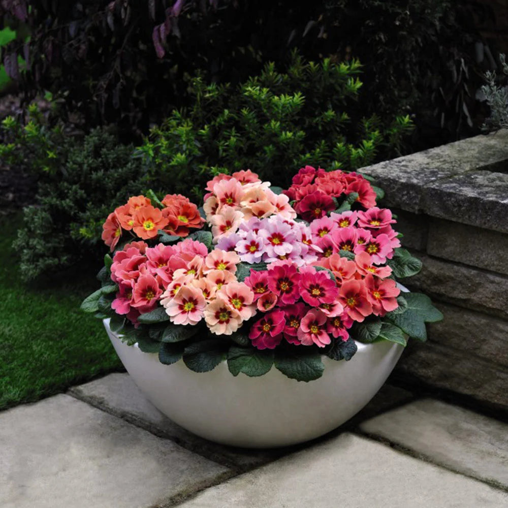 Primrose Husky Raspberry Punch Plugs | 60 x Plug Plants