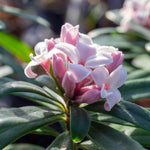 Daphne 'eternal Fragrance' (daphne X Transatlantica) - Long-flowering Fragrant Evergreen | 1 x 5L | Green & Pink
