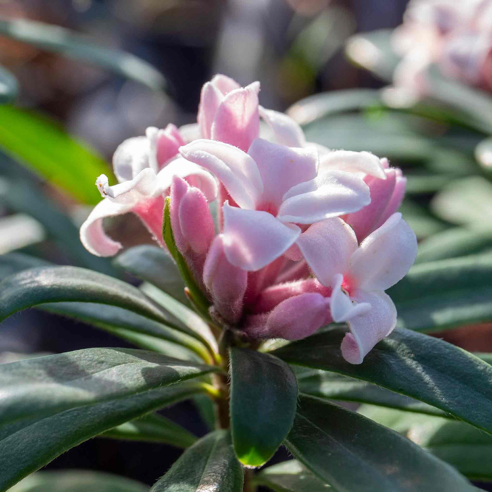Daphne 'eternal Fragrance' (daphne X Transatlantica) - Long-flowering Fragrant Evergreen | 1 x 5L | Green & Pink
